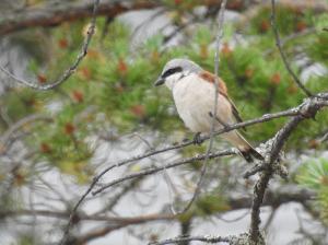 Pikkulepinkäinen Sammontie, Ajos 21.7.2018 Jouni Saarela